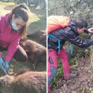 Estudio de Seguimiento de Fauna