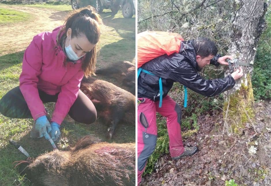 Estudio de Seguimiento de Fauna