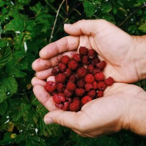 Cultivo Ecológico de Frutos Rojos