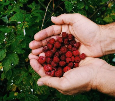 A close shot of a person holding loganberries with a blurred natural background